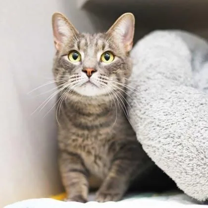 An adult small-sized male Gray / Blue / Silver Domestic Short Hair cat named Stormy for adoption in Atlanta, GA