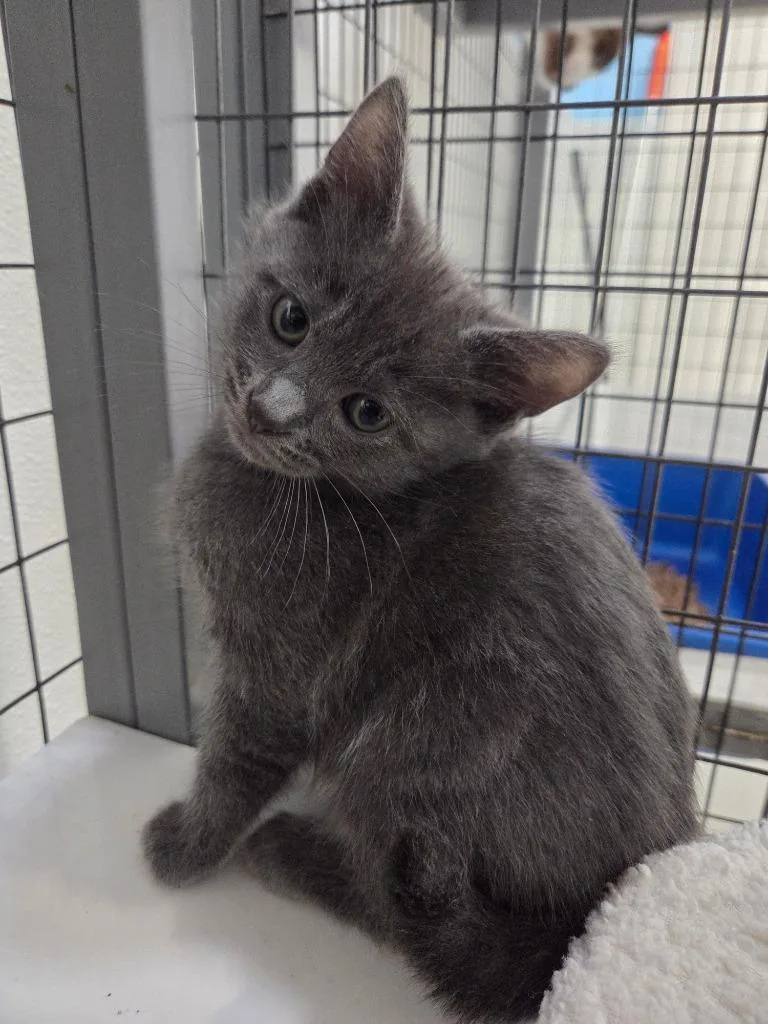 A baby small-sized male Domestic Short Hair cat named Jolly Roger for adoption in Gold Beach, OR