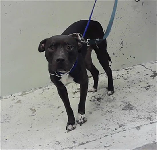 A young medium-sized male Staffordshire Bull Terrier dog named Umo Di Ovolo for adoption in Houston, TX