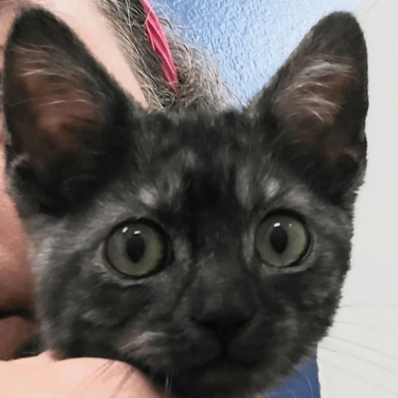 A baby small-sized male Black Domestic Short Hair cat named Dune for adoption in Los Angeles, CA
