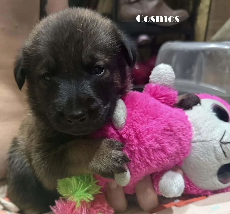 A baby small-sized male Belgian Shepherd / Malinois dog named Eli for adoption in Houston , TX