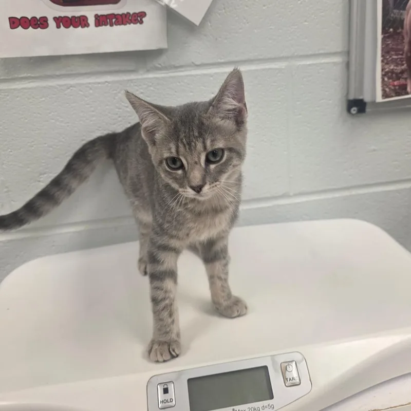 A baby small-sized female Gray / Blue / Silver Domestic Short Hair cat named Lumi for adoption in Chattanooga, TN