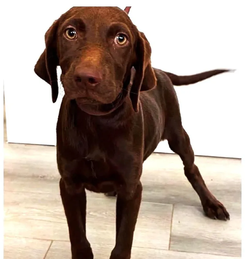 Comical Cocoa