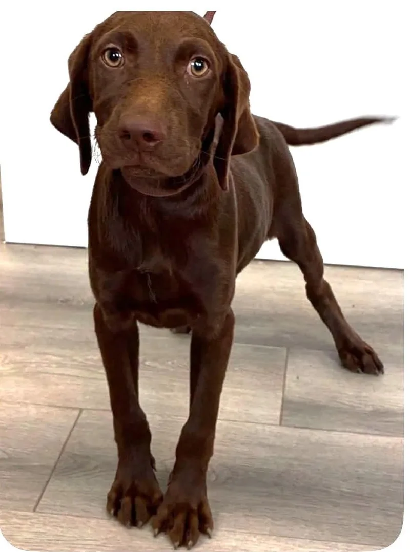 Comical Cocoa thumbnail 2