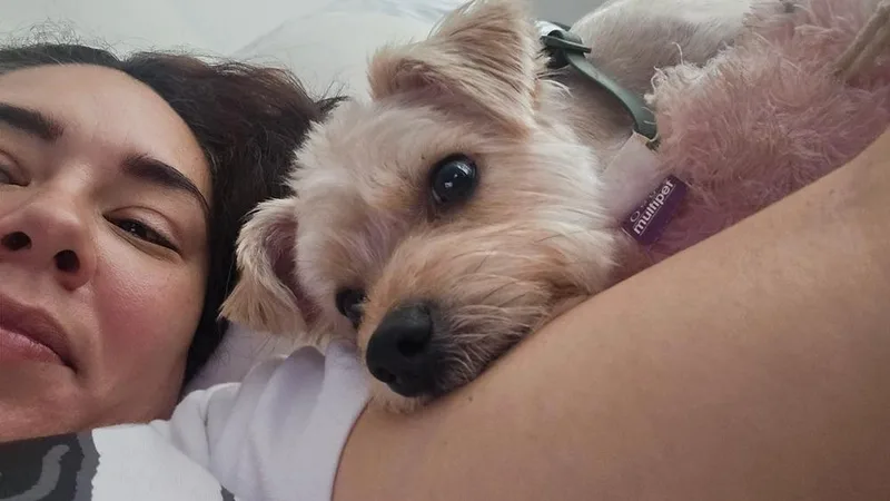 A young small-sized male White / Cream Yorkshire Terrier dog named Toby for adoption in New Bedford, MA