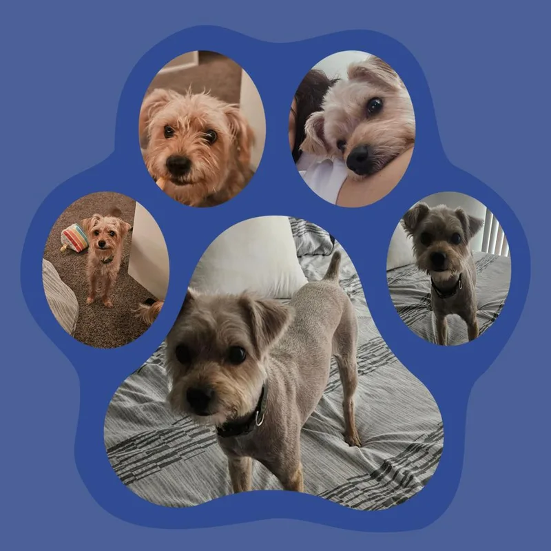 Toby thumbnail 3