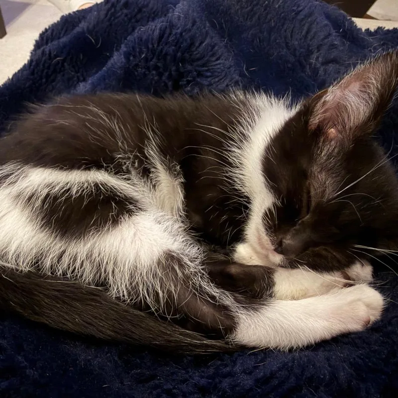 A baby small-sized female Black Domestic Medium Hair cat named Wanda for adoption in Ferndale, MI
