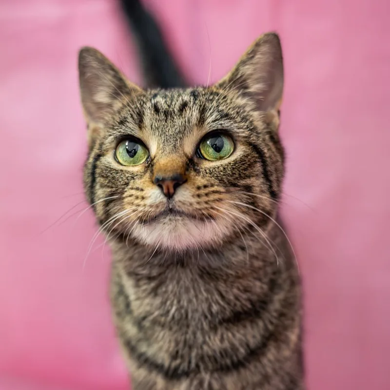 An adult small-sized female Brown / Chocolate Domestic Short Hair cat named Banana for adoption in Lynchburg, VA