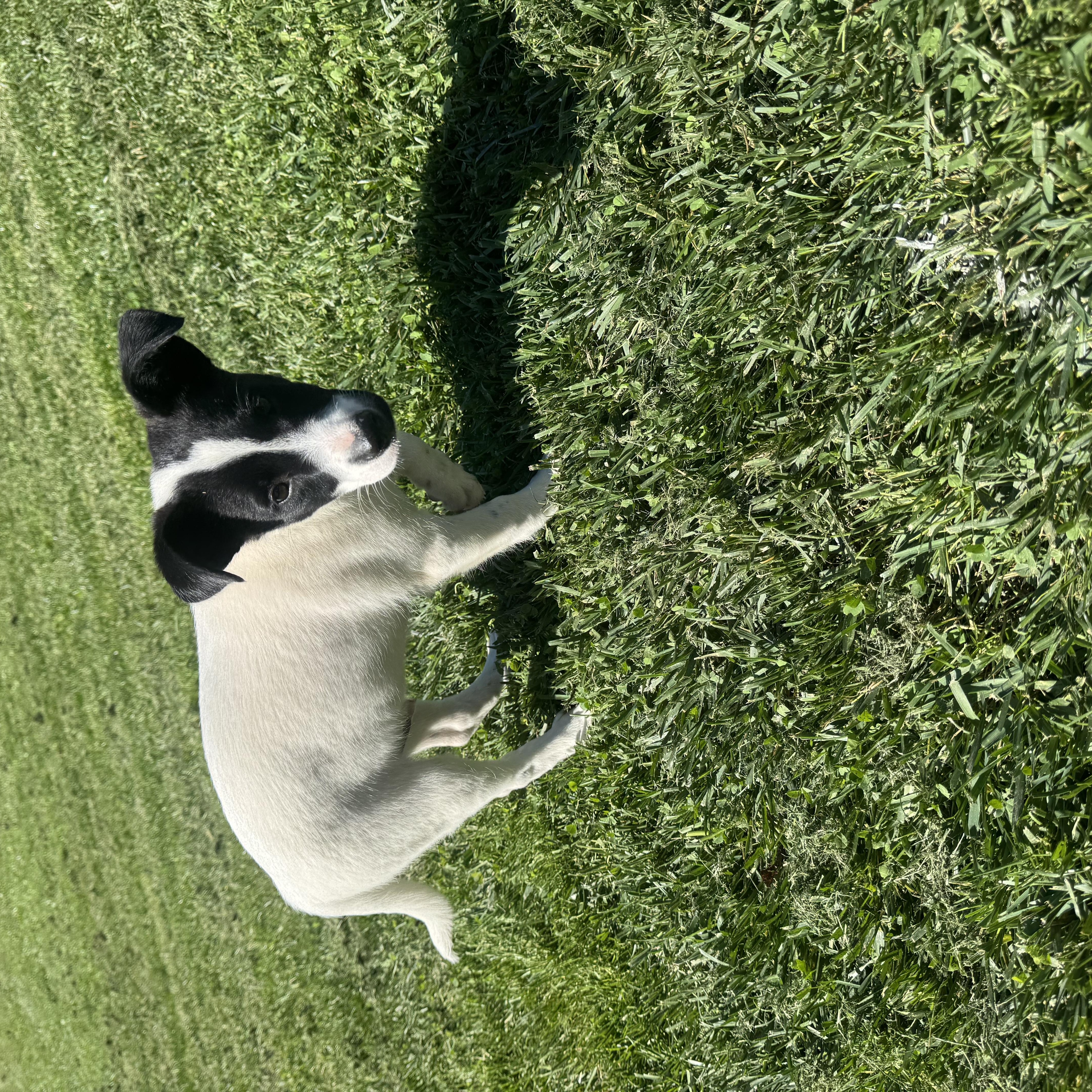 Einstein