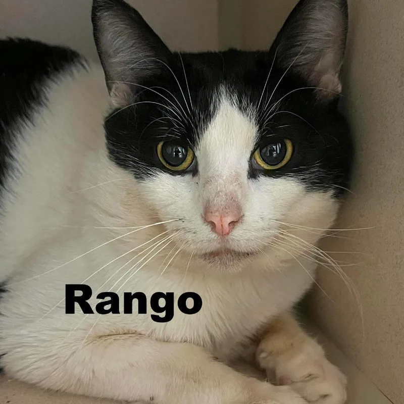 Rango