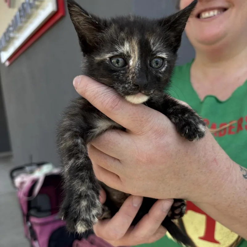 A baby small-sized female Tortoiseshell Domestic Short Hair cat named Hansen for adoption in Los Angeles, CA