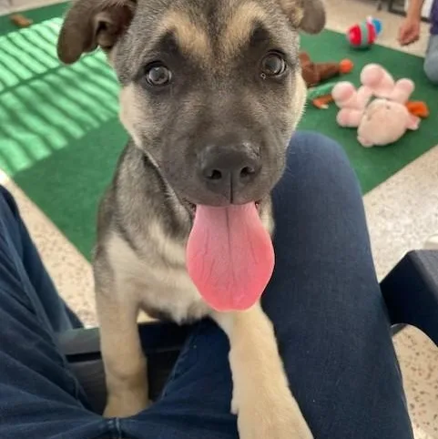 A young medium-sized male Gray / Blue / Silver Shepherd dog named Butter  A George for adoption in Houston, TX