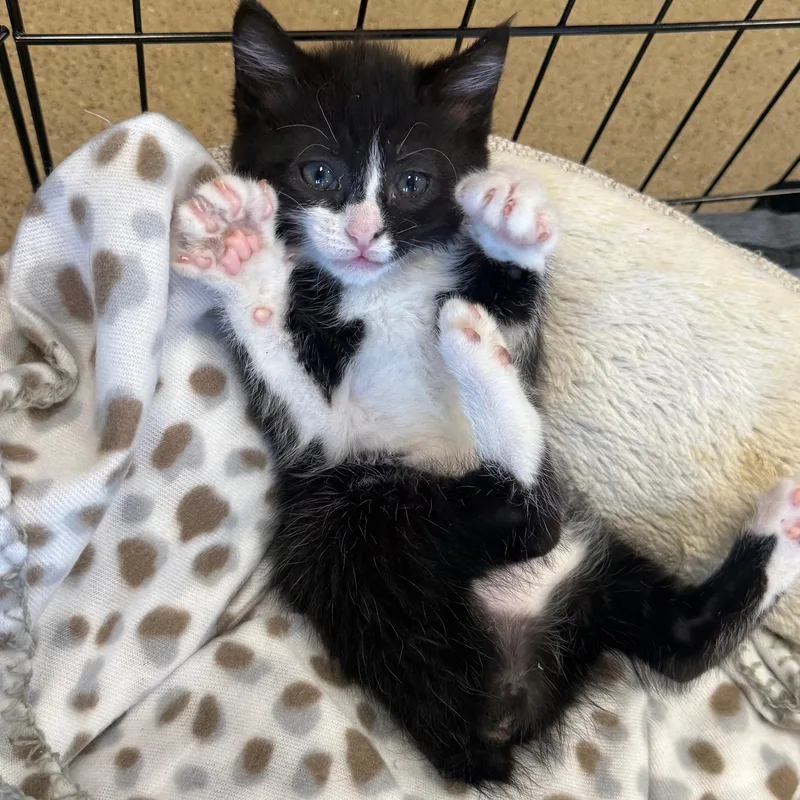 A baby small-sized female Black & White / Tuxedo Domestic Short Hair cat named Debbie for adoption in Johnson City, TN