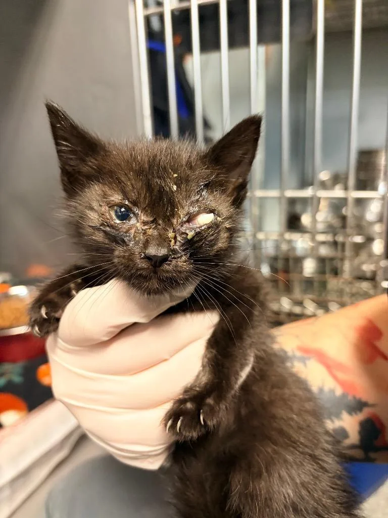 A baby medium-sized male Domestic Short Hair cat named Ori for adoption in Huntington, IN