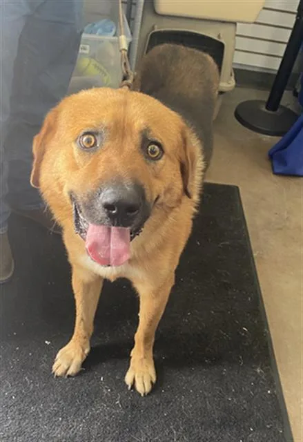 A young large-sized male Mixed Breed dog named Fox for adoption in Dallas, TX