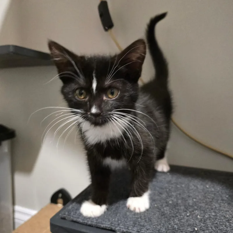 A baby small-sized female Black Domestic Short Hair cat named Pinot G for adoption in Pasadena , MD