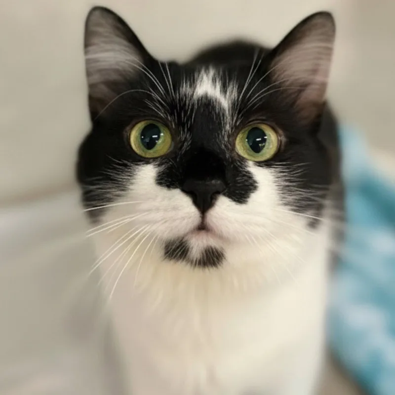 A young medium-sized female Black & White / Tuxedo Domestic Medium Hair cat named Justina for adoption in Blasdell, NY