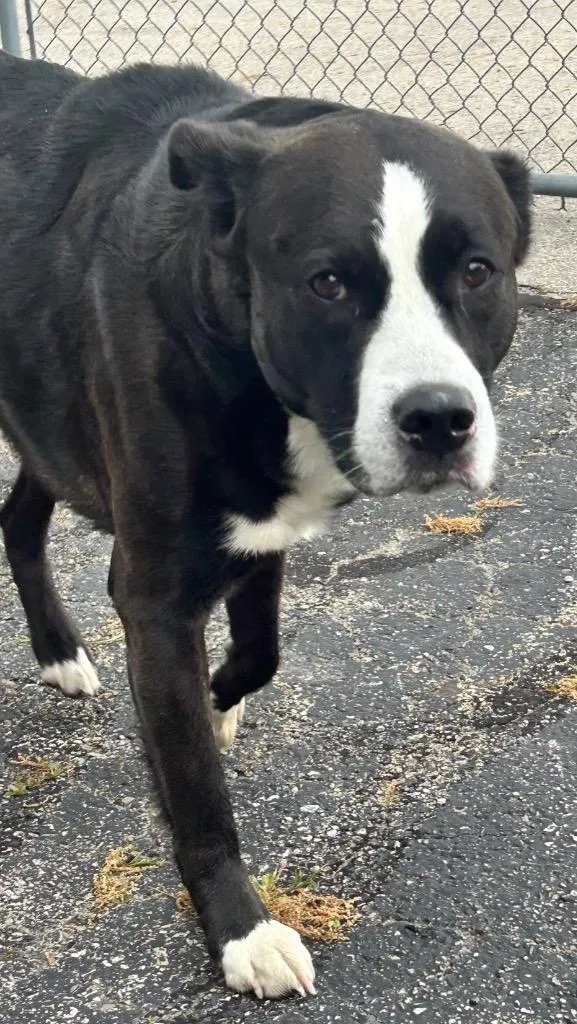 An adult medium-sized male Mixed Breed dog named Andy for adoption in Springfield, OH