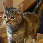 An adult medium-sized female Gray & White Domestic Short Hair cat named Funny for adoption in Springfield, MO
