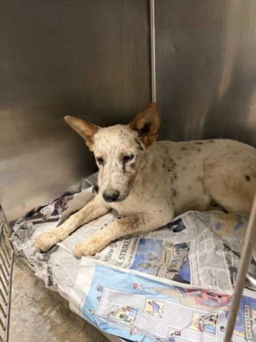 A young small-sized male Australian Cattle Dog / Blue Heeler dog named Big Boy for adoption in Van Nuys, CA