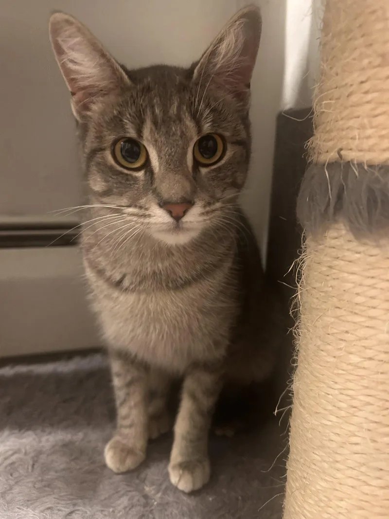 A young medium-sized female American Shorthair cat named Maisie for adoption in East Derry, NH