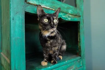 An adult small-sized female Domestic Short Hair cat named Pringles for adoption in San Antonio, TX