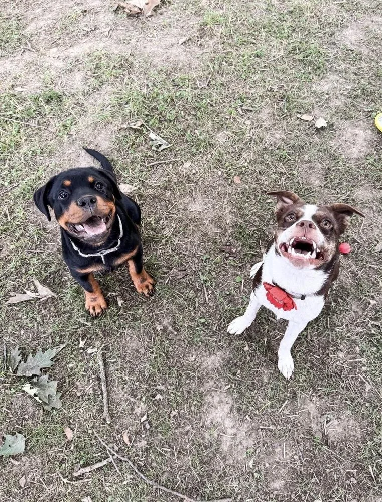 A baby large-sized female Rottweiler dog named June for adoption in Jefferson Hills, PA