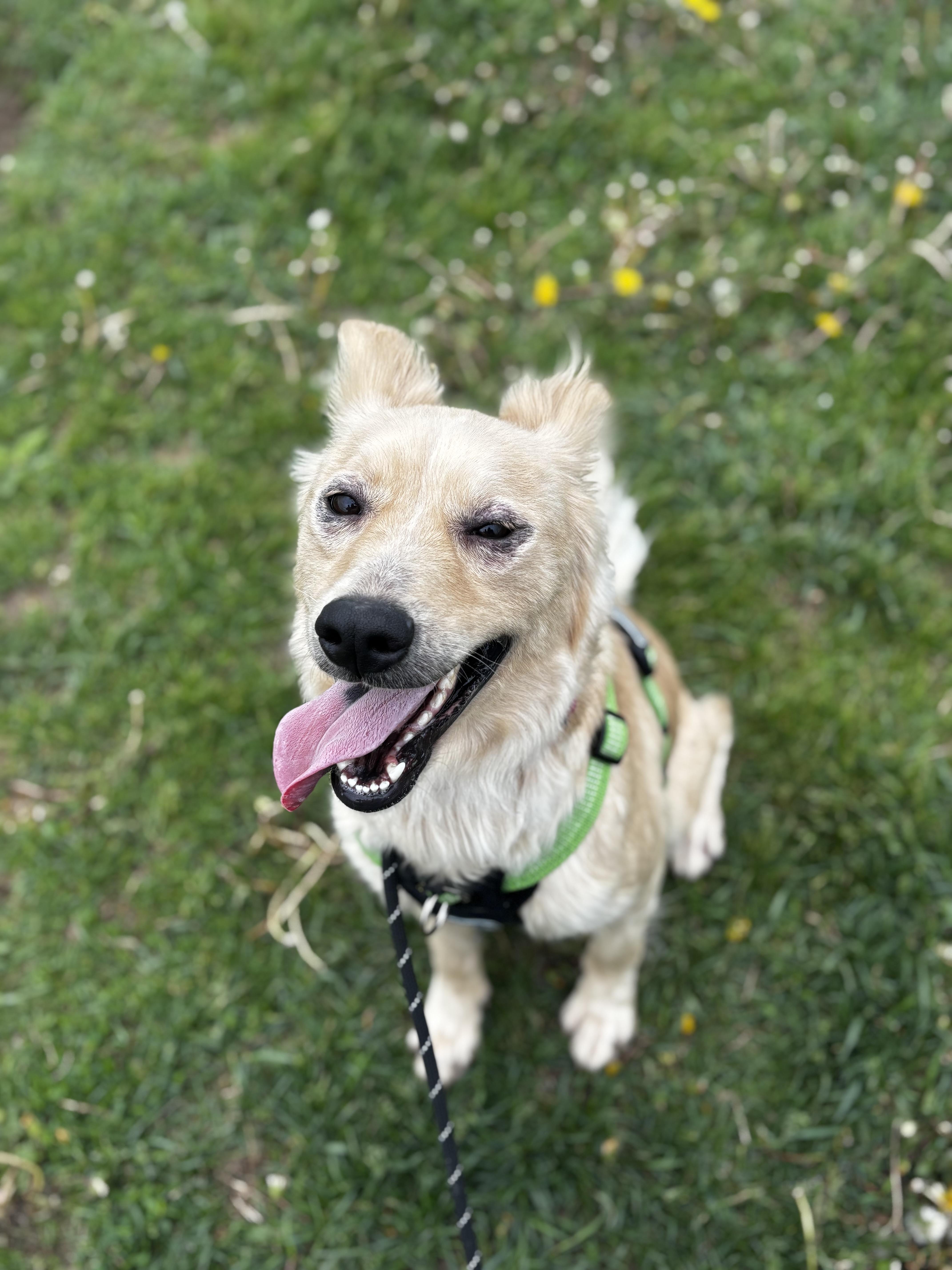 A young medium-sized female Golden Border Collie dog named Maple for adoption in Dodgeville, WI
