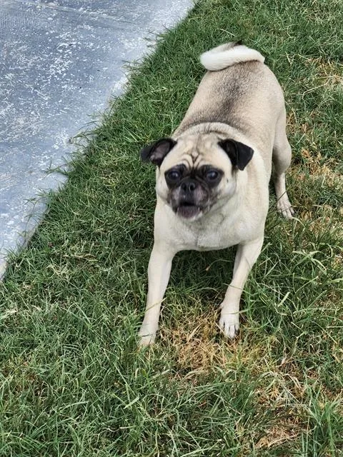 An adult small-sized female Pug dog named Penney for adoption in San Antonio, TX