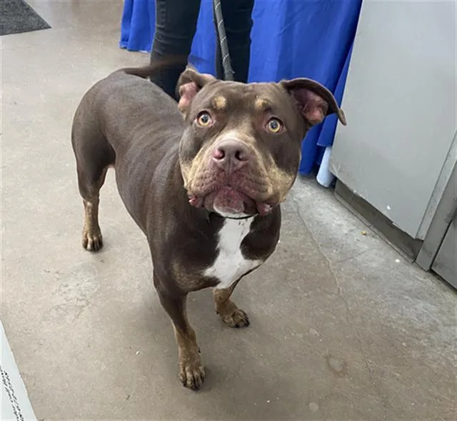 An adult large-sized male Mixed Breed dog named Bishop for adoption in Dallas, TX