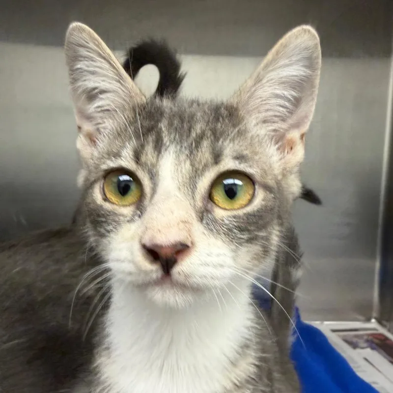 A baby small-sized female Gray / Blue / Silver Domestic Short Hair cat named Velma for adoption in Marshall, TX