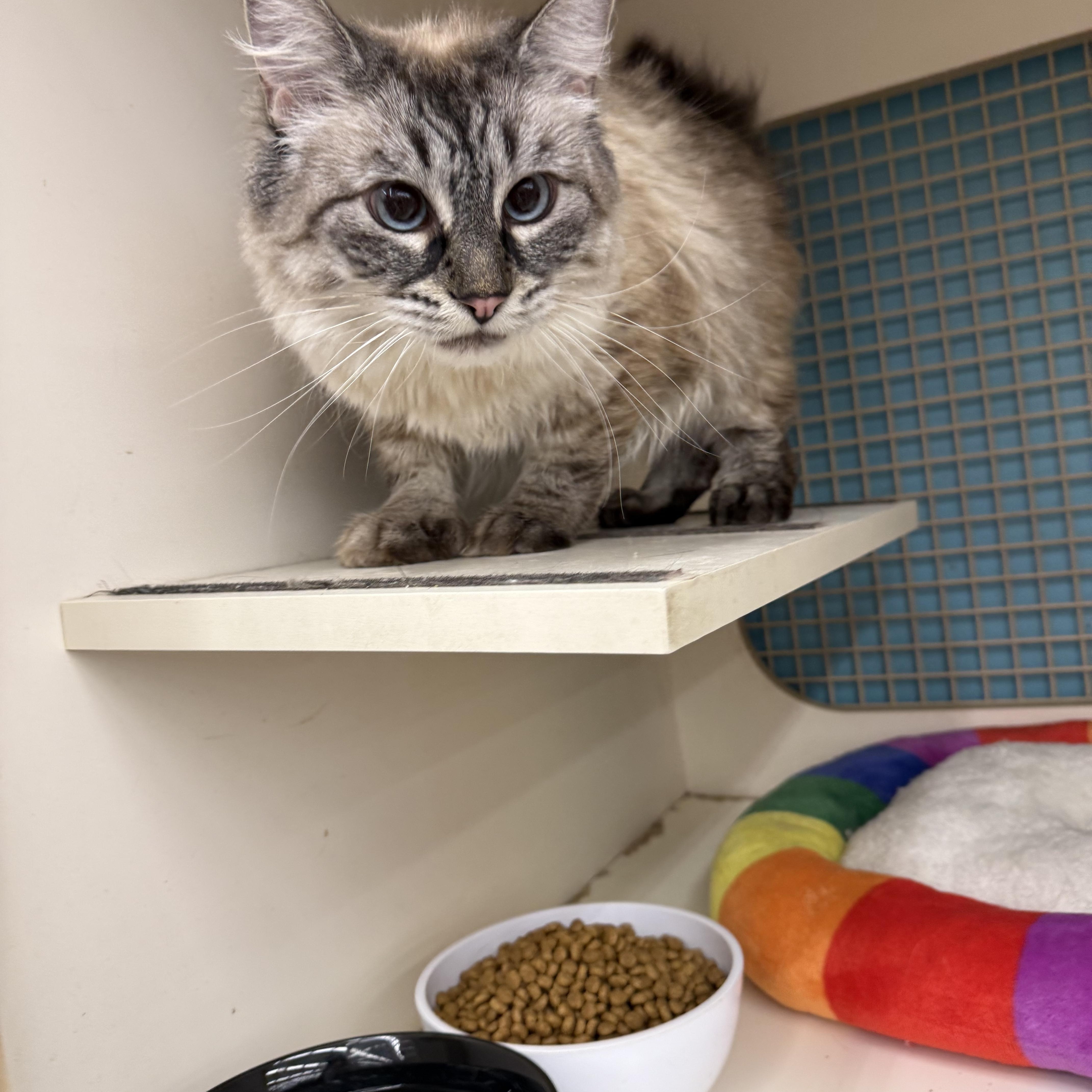 An adult large-sized female Cream / Ivory Siberian cat named Gaia for adoption in Las Vegas, NV