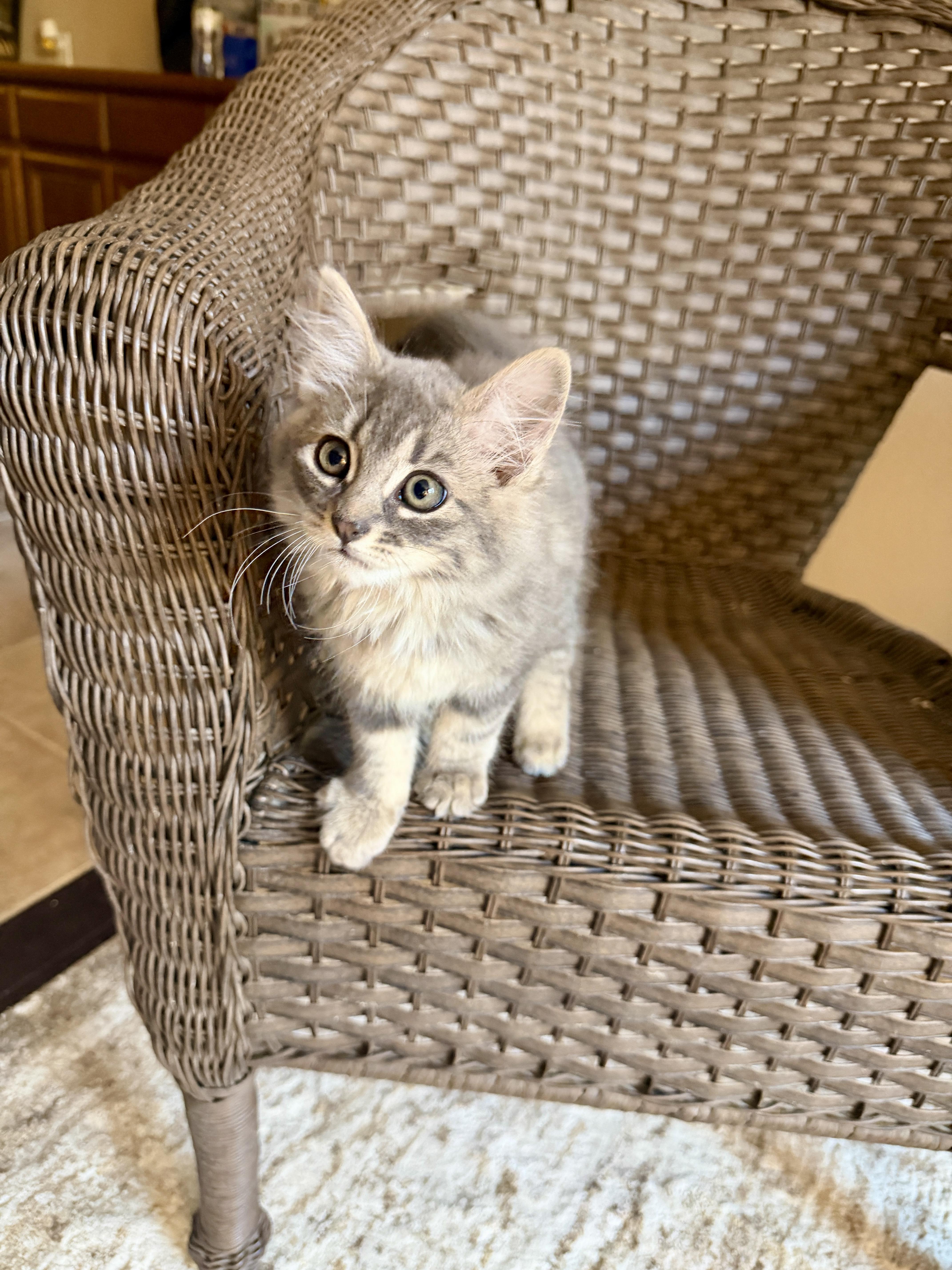 A baby medium-sized female Gray & White Domestic Long Hair cat named Violet for adoption in Gilroy, CA