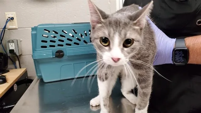 A young medium-sized female Domestic Short Hair cat named Latte for adoption in Aurora, IL