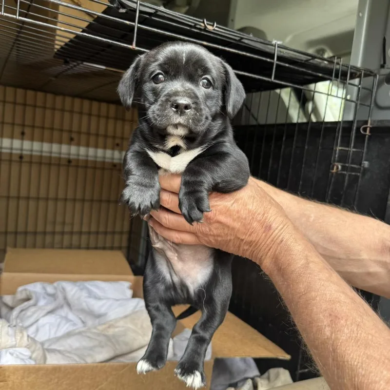 A baby small-sized male Black Mixed Breed dog named Amos for adoption in Peachtree City, GA