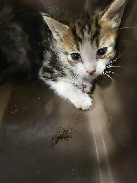 A baby small-sized male Domestic Short Hair cat named Lemon for adoption in Palmetto, FL