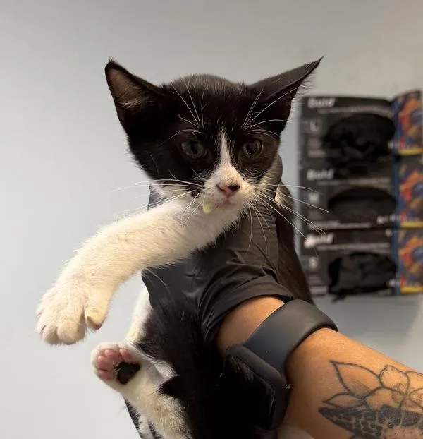 A baby small-sized female Domestic Short Hair cat named Cheyenne for adoption in San Diego, CA