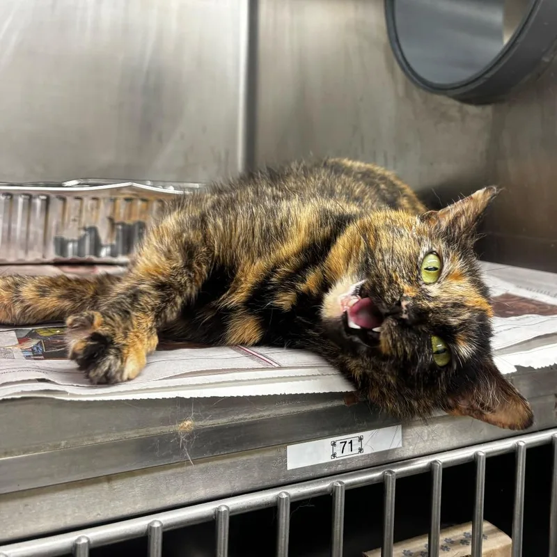 A young medium-sized female Tortoiseshell Domestic Short Hair cat named Little Sweetie for adoption in Chicago, IL