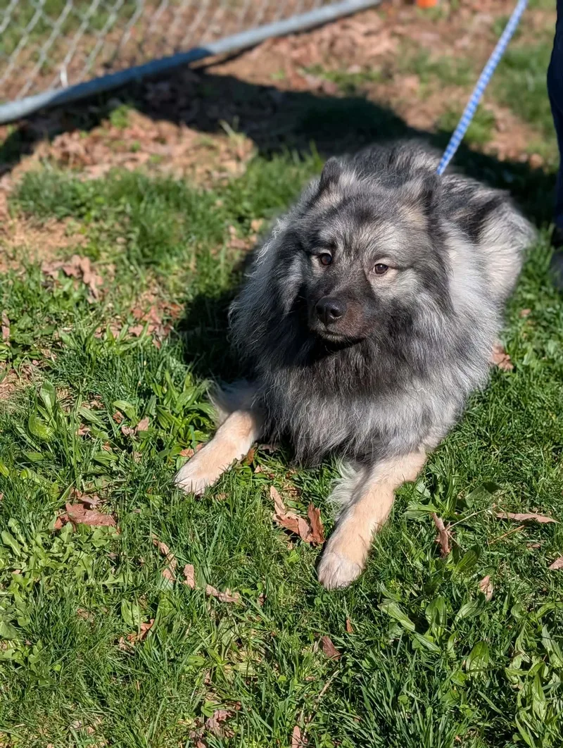 An adult medium-sized male Gray / Blue / Silver Keeshond dog named Fluff for adoption in Chambersburg, PA