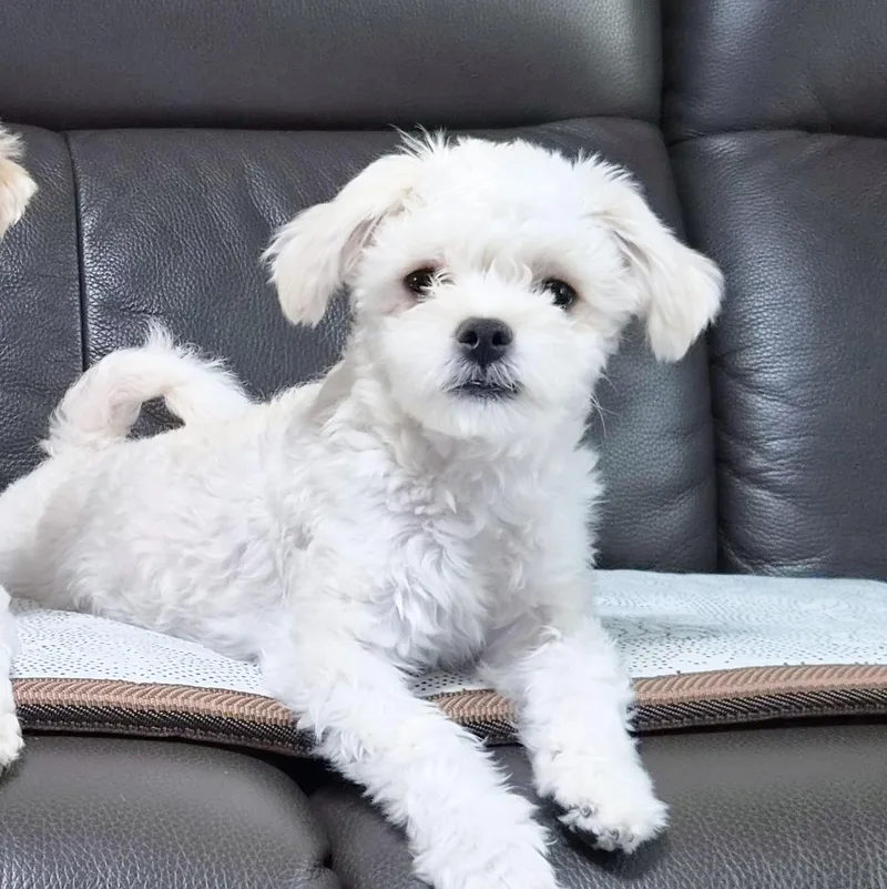 A young small-sized female White / Cream Maltipoo dog named Creamy" for adoption in Springfield, VA