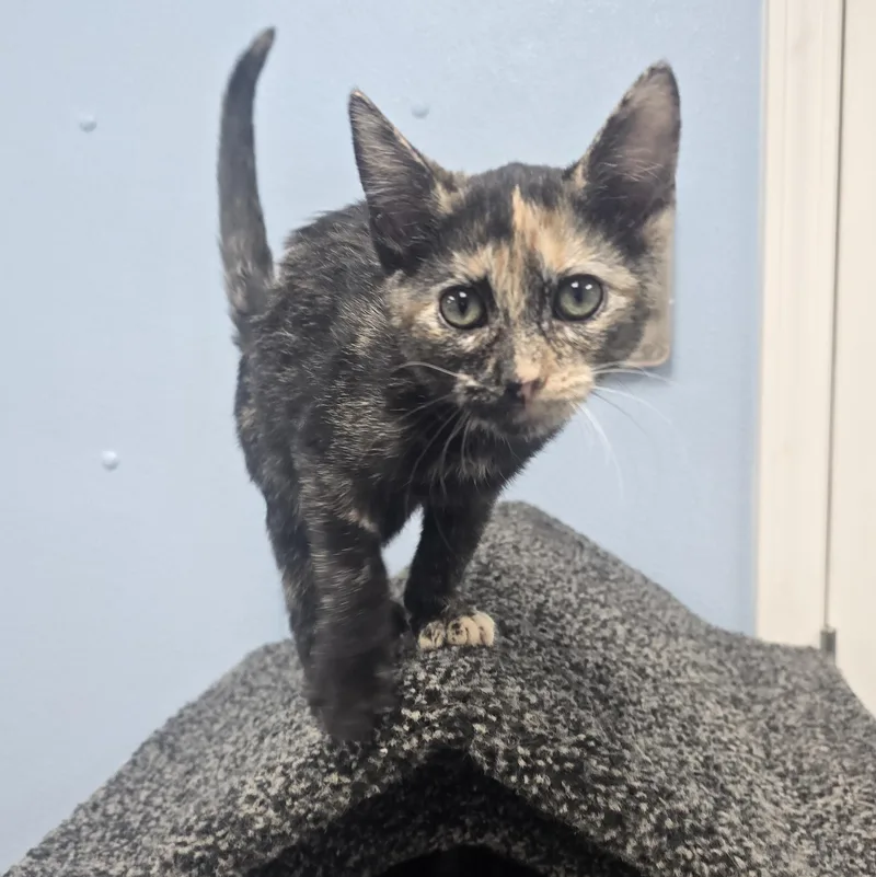 A baby large-sized female Tortoiseshell Domestic Short Hair cat named Sky for adoption in Farmington, MO
