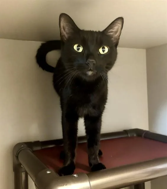 A young small-sized female Domestic Short Hair cat named Emerald for adoption in Kalamazoo, MI