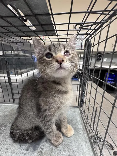 A baby small-sized female Domestic Short Hair cat named Jasmine for adoption in Las Vegas, NV