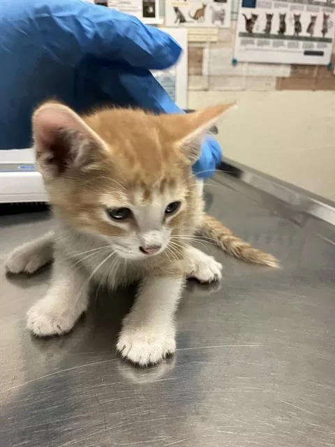 A baby small-sized male Domestic Short Hair cat named Cheese for adoption in Long Beach, CA