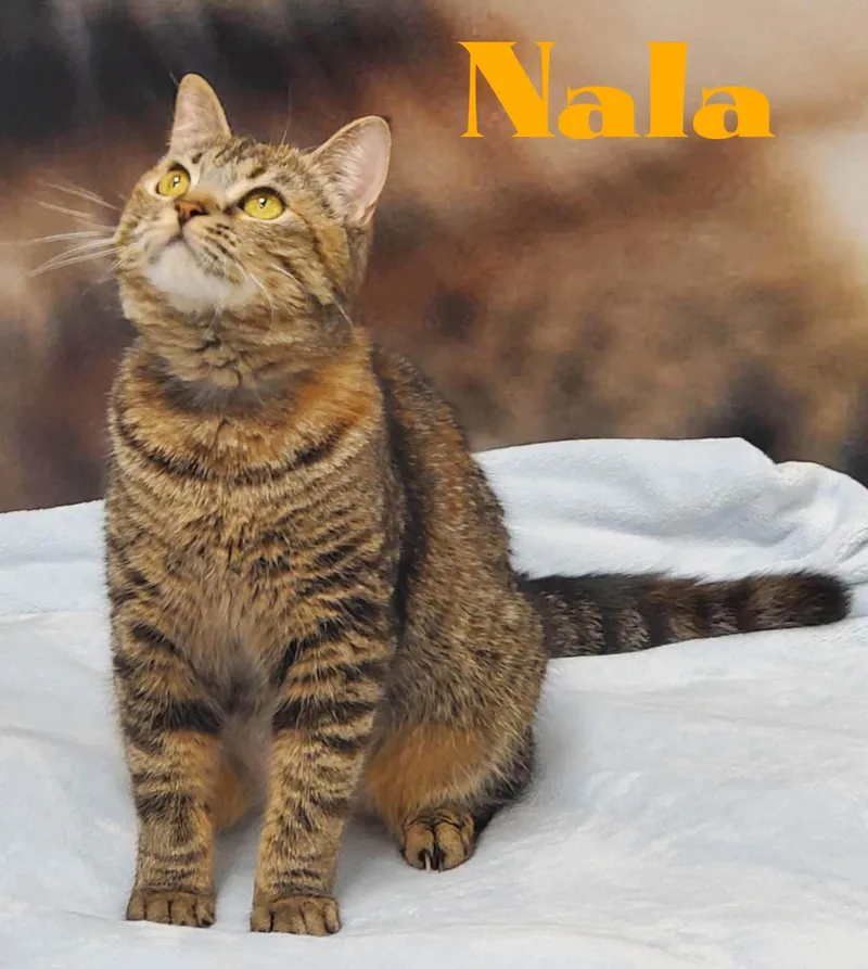 An adult small-sized female Domestic Short Hair cat named Nala for adoption in Douglas, GA