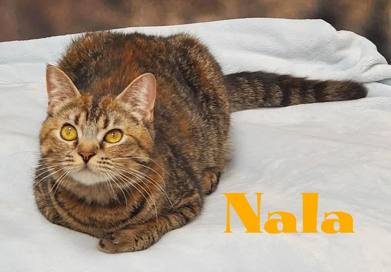 Nala thumbnail 2