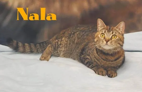 Nala thumbnail 3