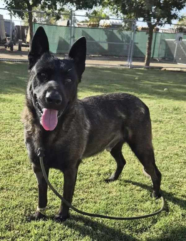 An adult large-sized male Belgian Shepherd / Malinois dog named King for adoption in Tulare, CA