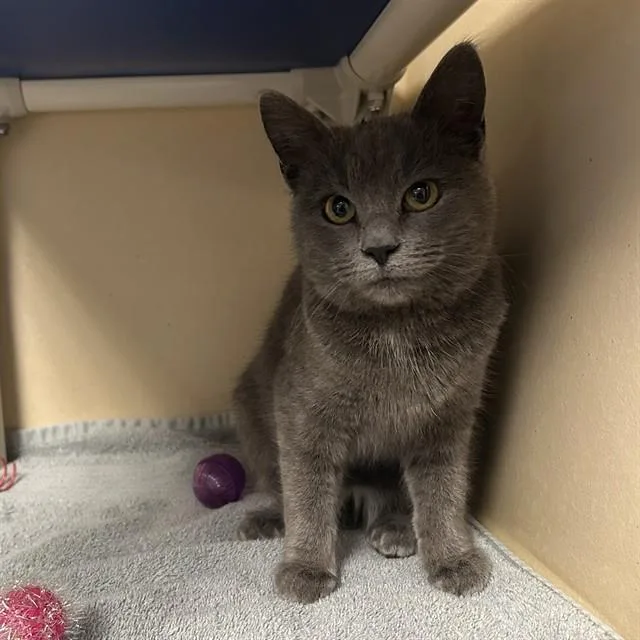 A young small-sized female Domestic Short Hair cat named Smokey Robinson for adoption in Lincolnton, NC