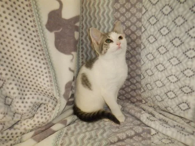A baby small-sized female Domestic Short Hair cat named Clementine for adoption in San Jose, CA